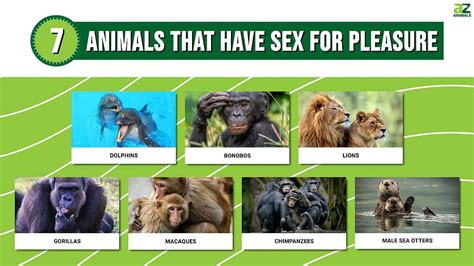 XXX Zoo Sex in .